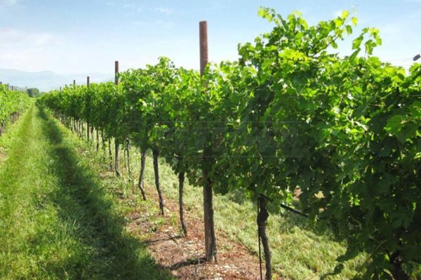 terreno agricolo in vendita a Nanto
