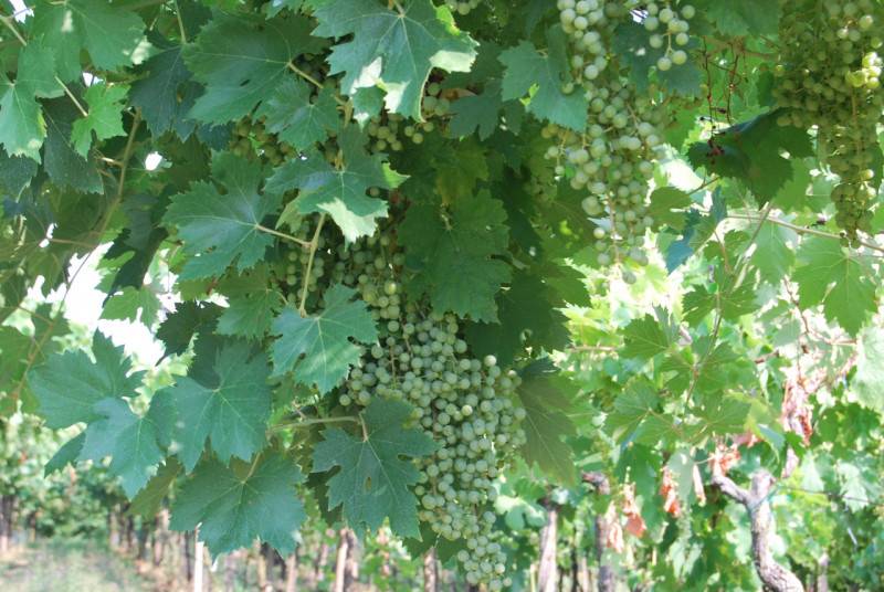terreno agricolo in vendita a Noventa Vicentina