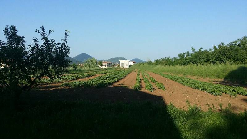 casa indipendente in vendita a Noventa Vicentina