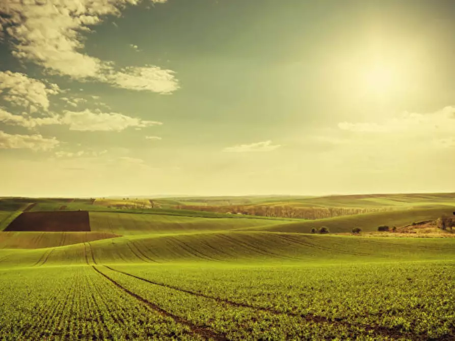 terreno agricolo in vendita a Noventa Vicentina