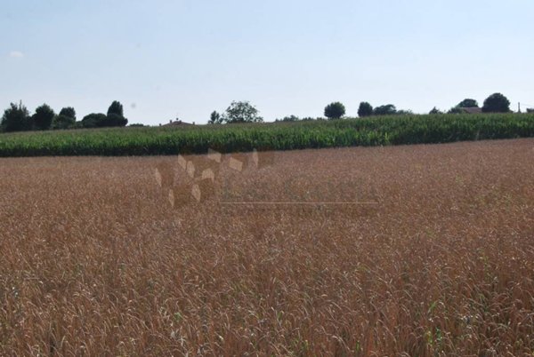 terreno agricolo in vendita ad Orgiano