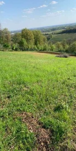 terreno agricolo in vendita ad Orgiano