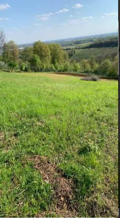 terreno agricolo in vendita ad Orgiano