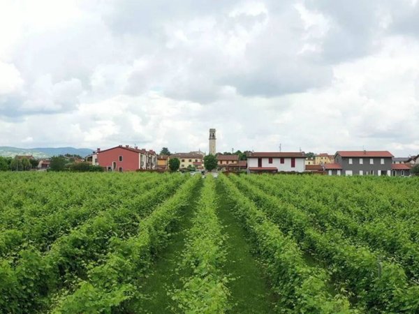 terreno agricolo in vendita a Pojana Maggiore