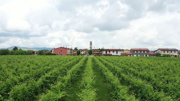 terreno in vendita a Pojana Maggiore