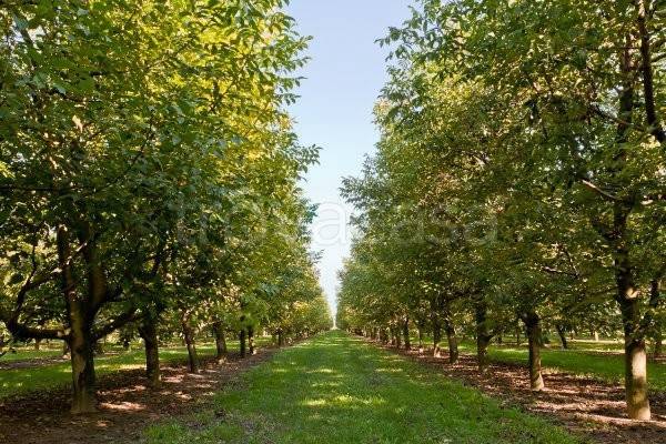 terreno agricolo in vendita a Rosà