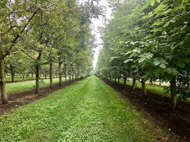 terreno agricolo in vendita a Rosà