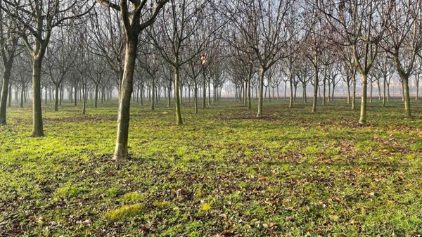 terreno agricolo in vendita a Rosà in zona San Pietro
