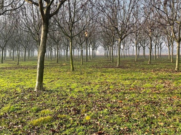 terreno agricolo in vendita a Rosà