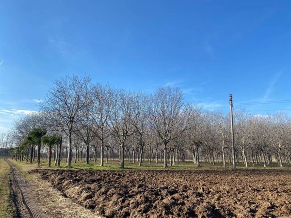 terreno agricolo in vendita a Rosà
