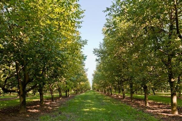 terreno agricolo in vendita a Rosà