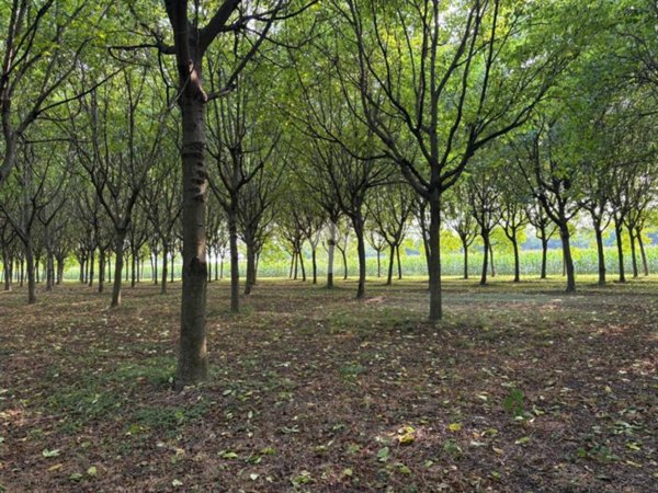 terreno agricolo in vendita a Rosà in zona San Pietro