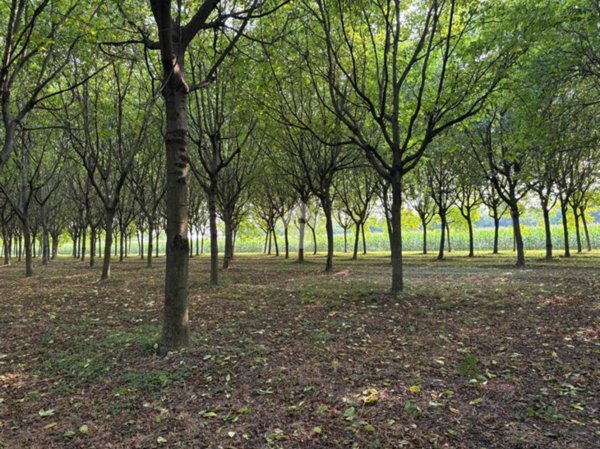 terreno agricolo in vendita a Rosà in zona San Pietro