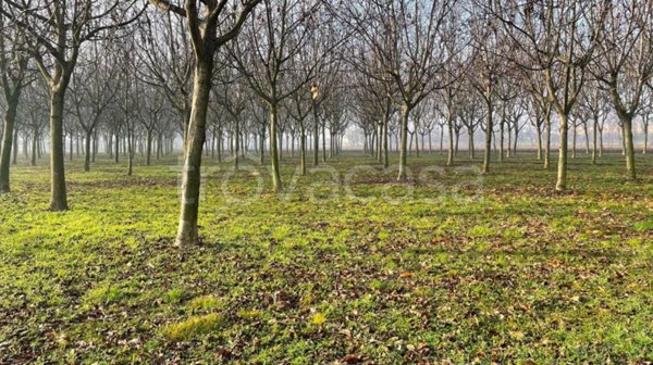 terreno agricolo in vendita a Rosà