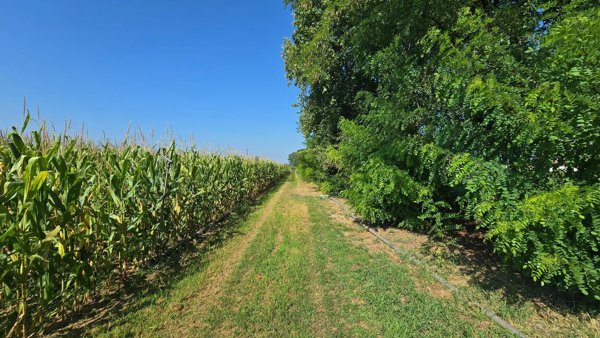 terreno agricolo in vendita a Rossano Veneto