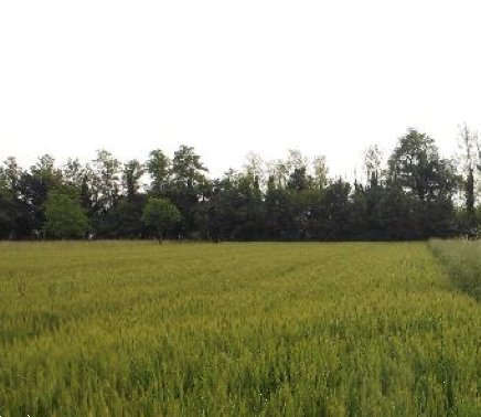 terreno agricolo in vendita a Santorso