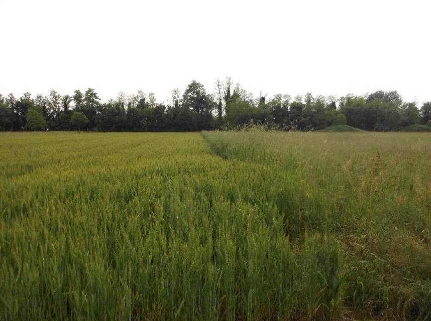 terreno agricolo in vendita a Santorso