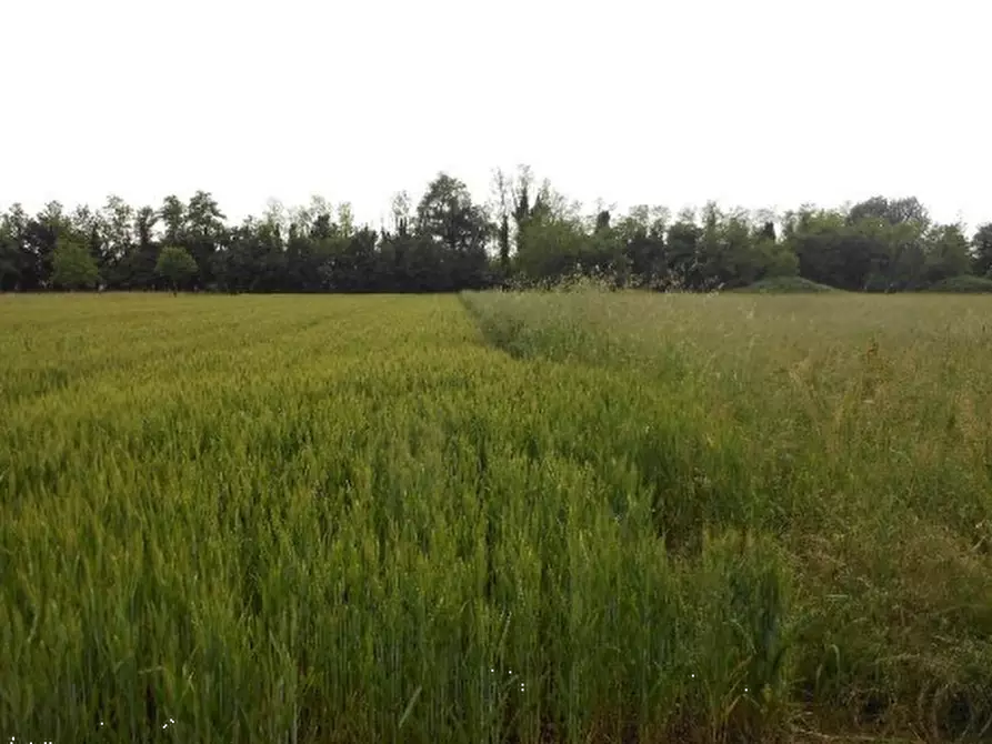 terreno agricolo in vendita a Santorso