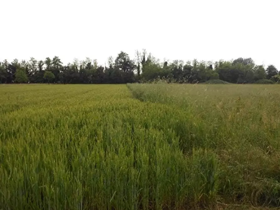 terreno agricolo in vendita a Santorso