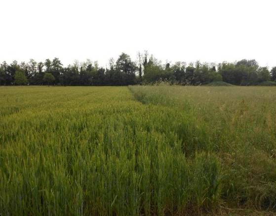 terreno agricolo in vendita a Santorso