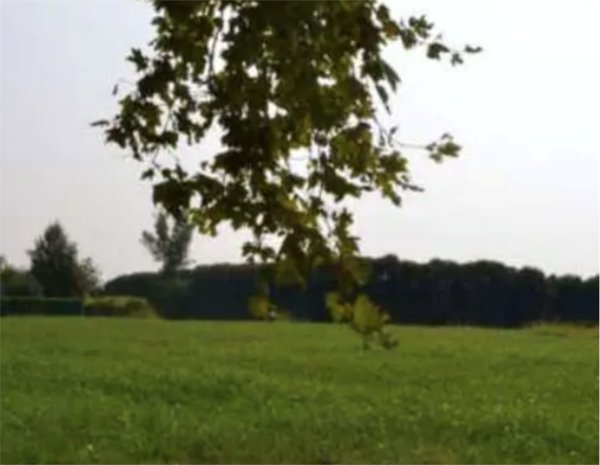 terreno agricolo in vendita a Sarcedo