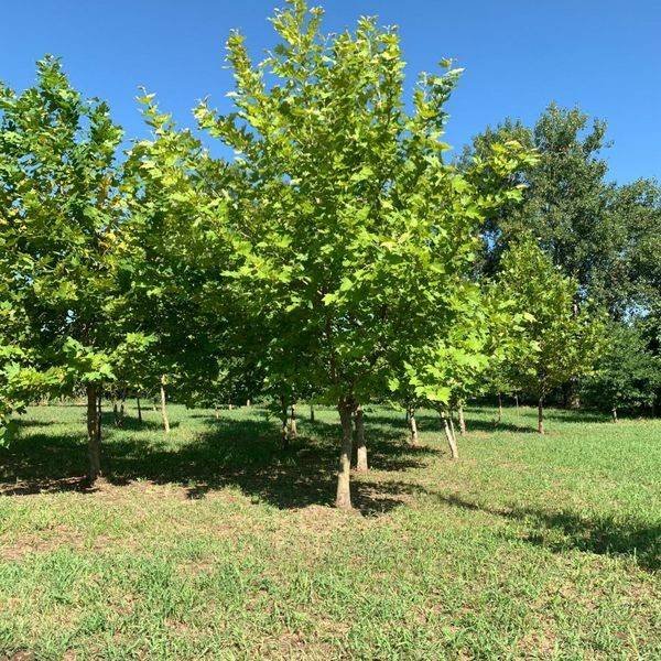 terreno agricolo in vendita a Sarego