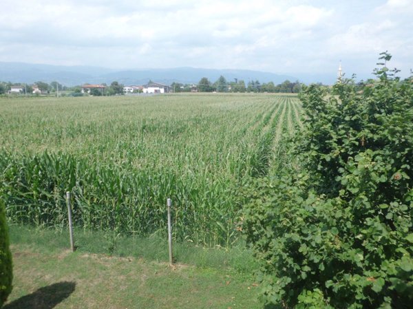 terreno agricolo in vendita a Schiavon in zona Longa