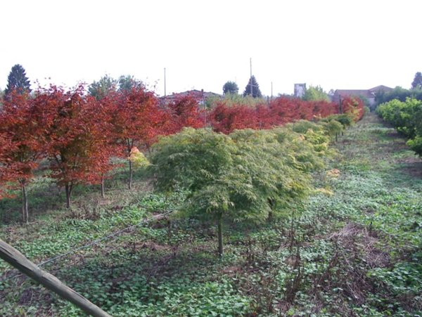 terreno agricolo in vendita a Schiavon