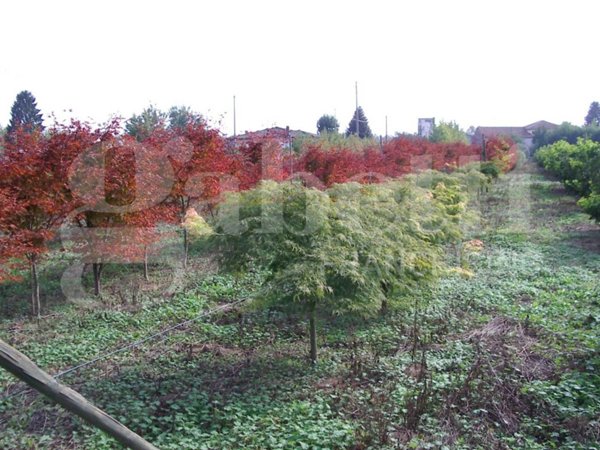 terreno edificabile in vendita a Schiavon