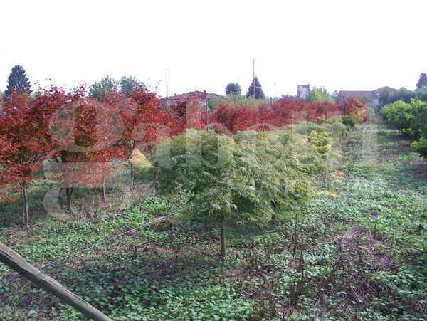terreno edificabile in vendita a Schiavon