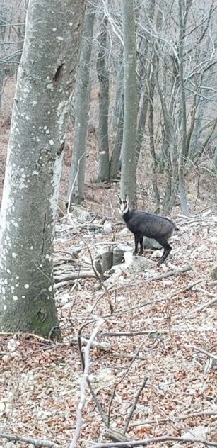 terreno agricolo in vendita a Schio