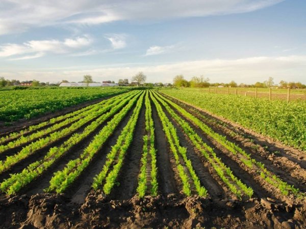 terreno agricolo in vendita a Schio