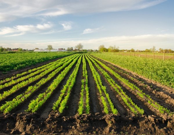 terreno agricolo in vendita a Schio