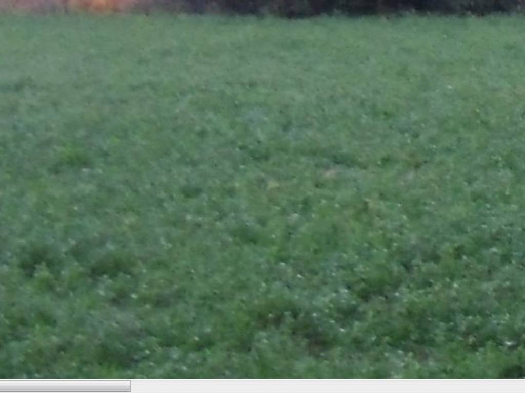 terreno agricolo in vendita a Tezze sul Brenta in zona Tezze