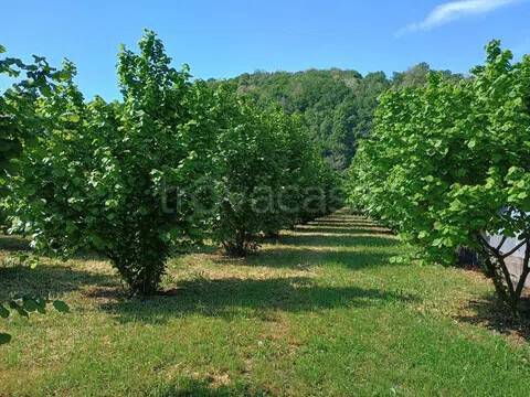 terreno agricolo in vendita a Torrebelvicino