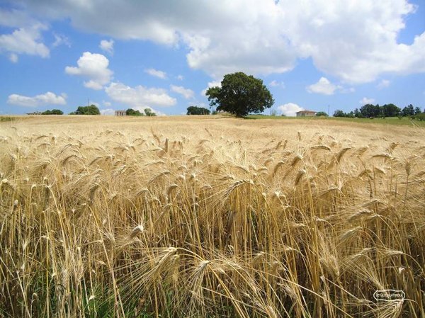 terreno edificabile in vendita a Torri di Quartesolo in zona Marola