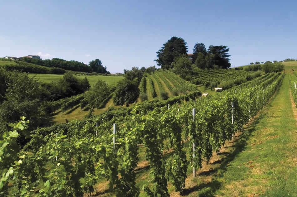 terreno edificabile in vendita a Trissino