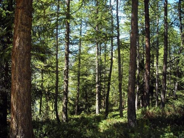 terreno agricolo in vendita a Valdagno