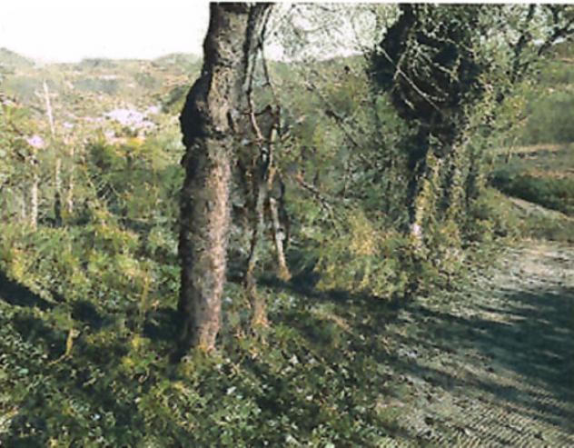 terreno agricolo in vendita a Valdagno