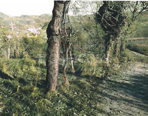 terreno agricolo in vendita a Valdagno