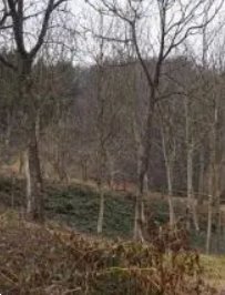 terreno agricolo in vendita a Valli del Pasubio
