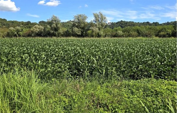 terreno agricolo in vendita a Vicenza in zona Monte Berico