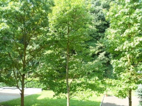 appartamento in vendita a Vicenza in zona Gogna