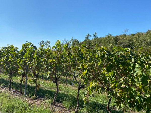 terreno agricolo in vendita a Villaga in zona Pozzolo