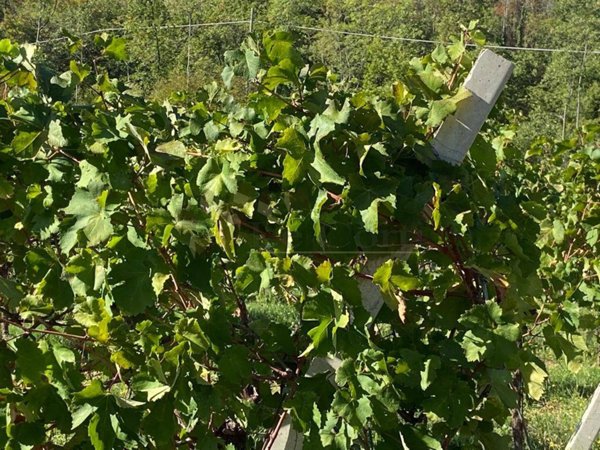 terreno agricolo in vendita a Villaga in zona Pozzolo