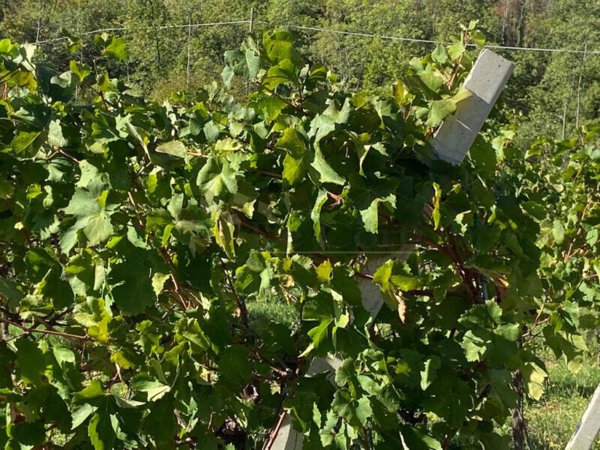 terreno agricolo in vendita a Villaga