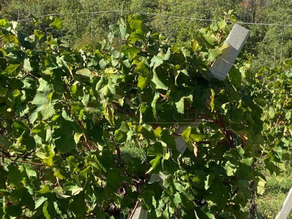 terreno in vendita a Villaga in zona Pozzolo