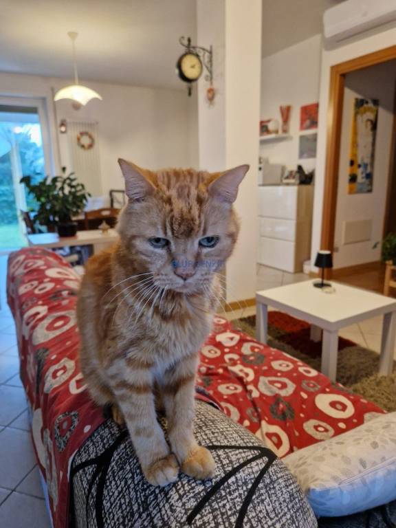 appartamento in vendita a Zugliano in zona Grumolo Pedemonte