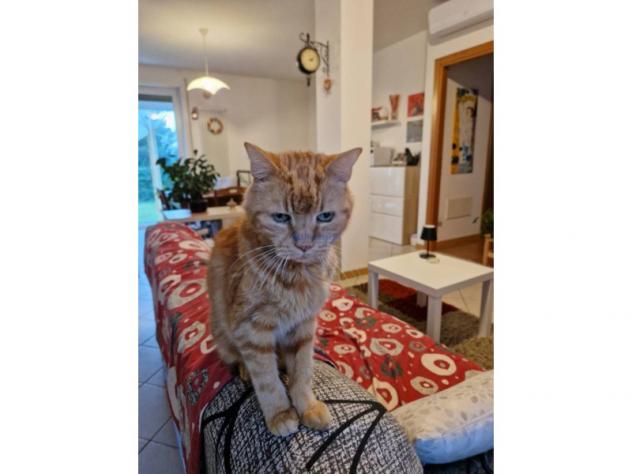 appartamento in vendita a Zugliano