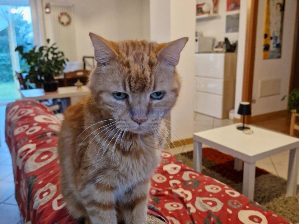 appartamento in vendita a Zugliano in zona Grumolo Pedemonte